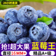 云南高山藍莓皇冠新鮮孕婦水果超大冠果當季整箱送禮新鮮藍莓 4盒約500克（15-18mm) 大果當季新鮮