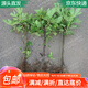 萌肉居果樹(shù)苗無(wú)花果苗當年結果盆栽地栽苗無(wú)花果2cm粗1棵源頭直發(fā)