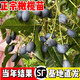 橄欖苗熱賣正宗太平洋四季橄欖嫁接苗陽臺庭院盆栽地栽果樹苗烏欖 烏欖 兩年苗