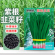 貝意品紫根韭菜種子四季種籽子根紅根寬葉根苗蔬菜苗籽種孑大葉新籽大全