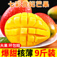 甜果源源 海南貴妃芒芒果樹上現(xiàn)摘熟芒果熱帶應(yīng)季時(shí)令水果果園直發(fā)新鮮水 凈重9斤【超值實(shí)惠】 單果150-200g【80%人選擇】