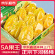 優(yōu)味集下河楊桃水果【JD速發(fā)】福建應(yīng)季生鮮陽桃酸甜五角星洋桃 1000g凈重裝（顆顆精選） 商超A+級優(yōu)果150g+