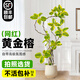 臨雅[拍照選貨](méi)黃金榕綠植客廳大盆栽橡皮樹(shù)高端室內客廳落地大型綠植 造型黃金榕1.6-1.8米+米白聚寶盆