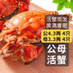 【活蟹】乾澄大閘蟹現貨 公4.3兩 母3.3兩 8只4對 足斤足兩鮮活螃蟹河蟹海鮮中秋禮盒裝