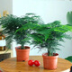 佰花錦新中式文竹桌面盆栽綠植辦公室客廳盆景茶臺臥室好養綠植花卉植物 精品文竹基地原盆原土X2 20-30cm