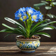 君子蘭花客廳開(kāi)花君子蘭精品植物花卉室內綠植四季常青盆栽四季 【新品君子蘭】情人+專(zhuān)用肥 當年開(kāi)花【12-14片葉】大苗送肥