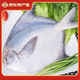 海鮮頌大斗鯧魚(yú) 白鯧魚(yú) 深海捕撈國產(chǎn)海漁 扁魚(yú)平魚(yú)東山島海鮮水產(chǎn) 魚(yú)類(lèi) (500-600)g/條