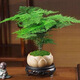 佰花錦新中式文竹桌面盆栽綠植辦公室客廳盆景茶臺臥室好養(yǎng)綠植花卉植物 【送圓底座】文竹+陶瓷蓮花盆+苔蘚鋪面 20-30cm