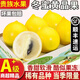 沐小七果蔬冬蜜黃晶果水果禮盒【順豐速運】牛奶果奶黃金果蜜蛋黃果雅美果 5A大果（100-150g+） 2斤裝【實惠裝-較劃算】