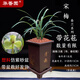 華香園春蘭老八種【宋梅】蘭花苗濃香型養(yǎng)蘭入門室內(nèi)耐陰綠植花卉 宋梅5苗帶盆(棕方型)帶花苞