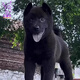 佳木為香中華田園犬幼犬土狗寵物狗活體寵物土松土獵活寵小狗大黃狗小奶狗 田園級 五黑犬 公