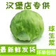 順豐生菜球新鮮蔬菜沙拉菜圓生菜圓球球形西生菜三明治漢堡用生菜 3斤【順豐】