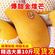 海南金煌芒果10斤生鮮水果當(dāng)季現(xiàn)摘熱帶新鮮水仙大芒果甜心芒果 帶箱1斤【小果200g+】