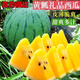 【24小時(shí)700+人拼單】黃金寶西瓜早熟黃心薄皮超甜盆栽黃瓤型農田 綠皮黃心西瓜種子【新種子】 原裝*精品【3包】約69粒