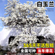 京悠雨高品質(zhì)白玉蘭花樹(shù)苗帶花苞廣玉蘭樹(shù)室外庭院別墅大門(mén)口不支持退貨 白玉蘭2公分粗1米左右高度
