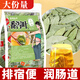 佰利紅葉番瀉葉片100茶包獨(dú)立包裝官方通獨(dú)立便便刮腸油番茄葉泡養(yǎng)生茶