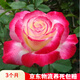 聽(tīng)雪樓樹(shù)樁月季花苗特大花朵花卉植物庭院棒棒糖樹(shù)狀月季玫瑰盆栽h 紅雙喜【樹(shù)樁月季】 1公分粗原盆發(fā)