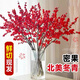 花翁進(jìn)口冬紅果水培鮮切枝花卉綠植 優(yōu)質(zhì)北美冬青40cm/5枝源頭直發(fā)