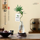 羅漢松小盆栽室內(nèi)客廳桌面上水培植物懶人好養(yǎng)四季常青放青松綠植 放輕松-造型羅漢松原盆單發(fā)植物 含盆