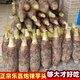 樂(lè )昌張溪香芋炮彈芋頭農家自種新鮮現挖綠色廣東韶關(guān)土特產(chǎn)大粉糯 甄選 單個(gè)4-5斤特大香芋