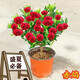 四季開(kāi)花九里香防蚊驅蟲(chóng)四季開(kāi)花南北種植濃香大花 赤炎/精品特大苗【1顆】開(kāi)花