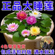 京悠雨德國睡蓮水培植物四季開(kāi)花魚(yú)缸池塘荷花盆栽水養根塊帶花苞大碗蓮 迷你小睡蓮(顏色隨機)10棵+送2營(yíng)養液 裸根不帶土
