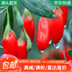 萌肉居枸杞苗果樹(shù)苗黑枸杞紅枸杞盆地栽果樹(shù)苗木枸杞苗小苗1顆源頭直發(fā)