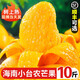 海南小臺農(nóng)芒果新鮮10斤小臺芒水果當季整箱紅金玉大青煌三亞特產(chǎn) 9-10斤 大果【活動專享】