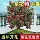 山茶花樹苗花卉盆栽大型室外庭院植物耐寒盆景常青四季開花茶花 特惠精品茶花2公分直徑高1米 不含盆