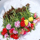 重瓣太陽(yáng)花盆栽苗大花帶根帶花苞四季開花植物室內(nèi)室外好養(yǎng)花卉 【混色】 重瓣  20棵 8-10色 【 不含盆