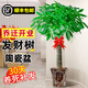 臨雅喬遷開(kāi)業(yè)發(fā)財樹(shù)綠植客廳大盆栽門(mén)店擺放凈化空氣室內辦公室植物 發(fā)財樹(shù)1.2-1.3m【招財進(jìn)寶瓷盆】