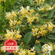 歐悟 金銀花盆栽 黃色金銀花苗 果樹(shù)苗 室內外植物 盆栽地栽庭院陽(yáng)臺花卉爬藤植物 黃色金銀花3年苗花瓣可泡茶 不含盆