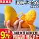 味果生海南小臺(tái)農(nóng)芒果9斤新鮮小臺(tái)芒當(dāng)季熱帶水果現(xiàn)摘甜心小芒果整箱 9斤 精選大果【單果90-120g】