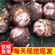 維桑浙江紅芽芋頭  新鮮現挖芋艿 牛奶小芋頭 粉糯軟滑 芋頭小香芋 大果3斤（單果70-100g）