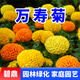碧鼎萬壽菊花種子四季種易活庭院開花陽臺(tái)室外盆栽花卉花草種子花籽 混色萬壽菊種子1000粒+肥