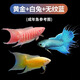 中國斗魚活體活魚冷水觀賞魚小好養(yǎng)耐活魚小型淡水自來水黃金斗魚 魚苗黃金+游龍+白兔3公分各二條