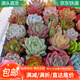 萌肉居多肉植物桌面盆栽綠植DIY花卉多肉裸根隨機多肉10棵源頭直發(fā)