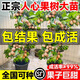 人心果苗樹苗水果樹 四季 南方北方盆栽地栽陽(yáng)臺(tái)庭院種植當(dāng)年結(jié)果 人心果6年苗 81cm(含)-110cm(含)