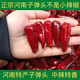 農(nóng)家散裝干辣椒香辣朝天椒特辣魔鬼椒紅太陽子彈頭調(diào)味料香料大全 河南子彈頭【特香微辣】 100g