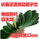長(cháng)春新款正道精品君子蘭苗 國寶級寬葉霸王龍 麻臉坑紋綠植盆栽卉 寬葉霸王龍2年苗(7-9葉) 帶盆栽好