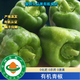 3斤有機青椒有機青圓椒有機菜椒有機認證不打藥無(wú)農殘口感好順豐 5斤