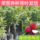 正宗嫁接東魁楊梅樹(shù)樹(shù)苗楊梅苗南北方種植地栽果樹(shù)苗當年結果特大 黑炭楊梅 三年苗