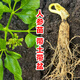 人參活苗人參苗帶土長(cháng)白山人參苗子種植種苗山參幼苗 2顆5至6年人參苗帶土