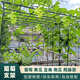 庭院戶(hù)外葡萄架百香果專(zhuān)用爬藤架子立柱式牽引架獼猴桃南瓜葫蘆架 長(cháng)1.8米*寬1.5米*高1.8米