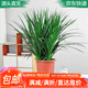 萌肉居龍鐵樹(shù)龍須樹(shù)盆栽四季常青植物辦公室綠植/龍鐵樹(shù)小苗源頭直發(fā)