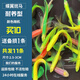 長(zhǎng)尾蝶翼斑馬魚(yú)觀賞魚(yú)新手好養(yǎng)天使大勾紅綠冷水活體魚(yú)小型燈科魚(yú) 長(zhǎng)尾蝶翼斑馬魚(yú)2.5-3厘米11條