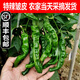 辰實(shí)【順豐】青辣椒新鮮 特辣皺皮青椒 青螺絲椒 農(nóng)家蔬菜超辣薄皮土 3斤【新鮮采摘】