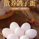 信鴿新鮮五谷雜糧孕鴿子鴿蛋鮮蛋散養伴手禮 鴿子蛋10枚【試吃裝精品】