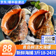 漁哥戲魚海螺青島鮮活大號海螺中號海螺小海螺特大海螺肉【鮮活發(fā)貨】 大海螺 1500g 18-24只