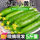 灃御園山東水果黃瓜 小青瓜無刺荷蘭黃瓜嫩青瓜生吃蘸醬新鮮水果 4.5斤 裝約14到25根